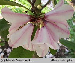 Rhododendron purdomii (różanecznik Purdoma)