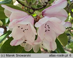 Rhododendron purdomii (różanecznik Purdoma)