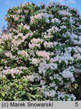 Rhododendron purdomii (różanecznik Purdoma)