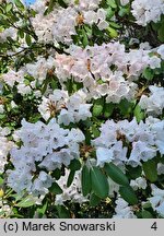 Rhododendron purdomii (różanecznik Purdoma)