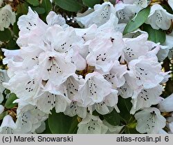 Rhododendron purdomii (różanecznik Purdoma)