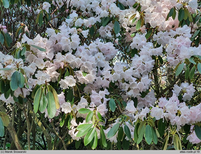 Rhododendron oreodoxa var. fargesii