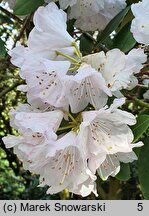 Rhododendron oreodoxa var. fargesii