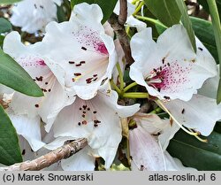 Rhododendron ×planetum