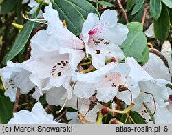 Rhododendron ×planetum