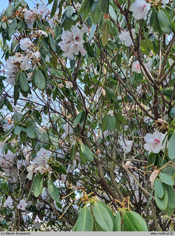 Rhododendron ×planetum