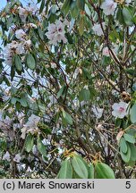 Rhododendron ×planetum