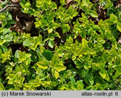 Euonymus fortunei Canadale Gold