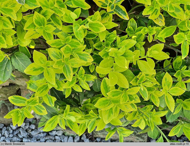 Euonymus fortunei Gold Tip