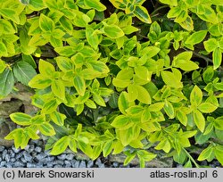 Euonymus fortunei Gold Tip