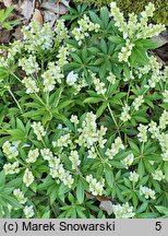 Pieris japonica Nocturne