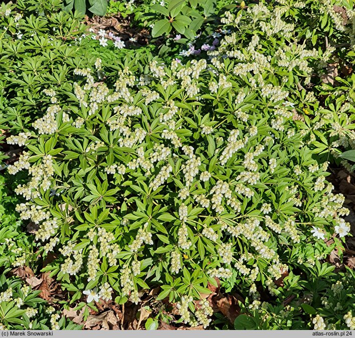 Pieris japonica Nocturne