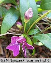 Vinca minor Multiplex