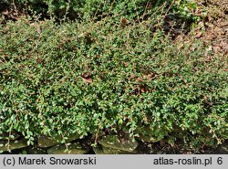 Cotoneaster ×suecicus Skogholm