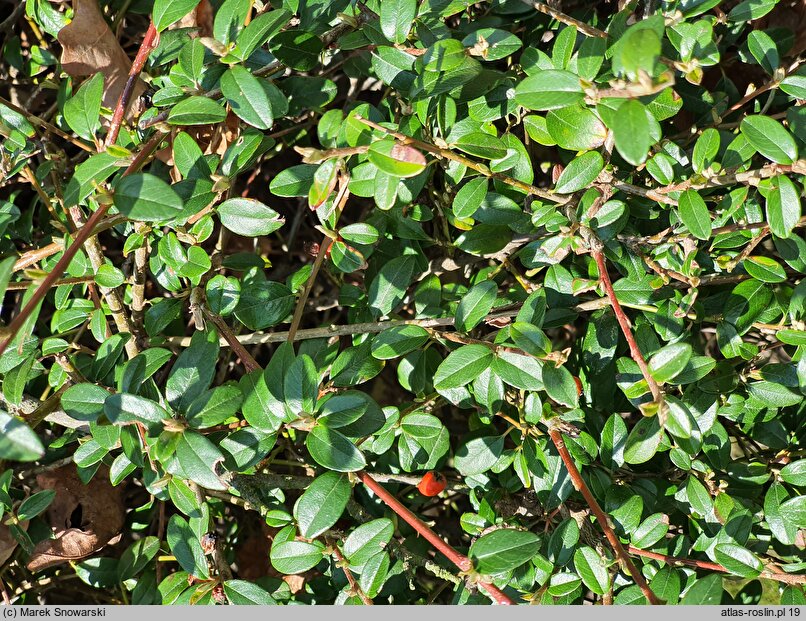 Cotoneaster ×suecicus Skogholm