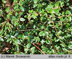 Cotoneaster ×suecicus Skogholm