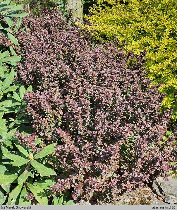 Berberis thunbergii Atropurpurea Nana