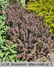 Berberis thunbergii Atropurpurea Nana