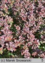 Berberis thunbergii Atropurpurea Nana