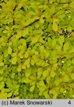 Berberis thunbergii Aurea