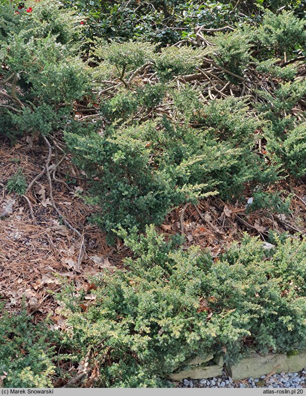 Juniperus communis Repanda