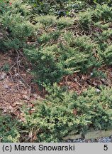 Juniperus communis Repanda