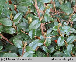 Cotoneaster ×suecicus Coral Beauty