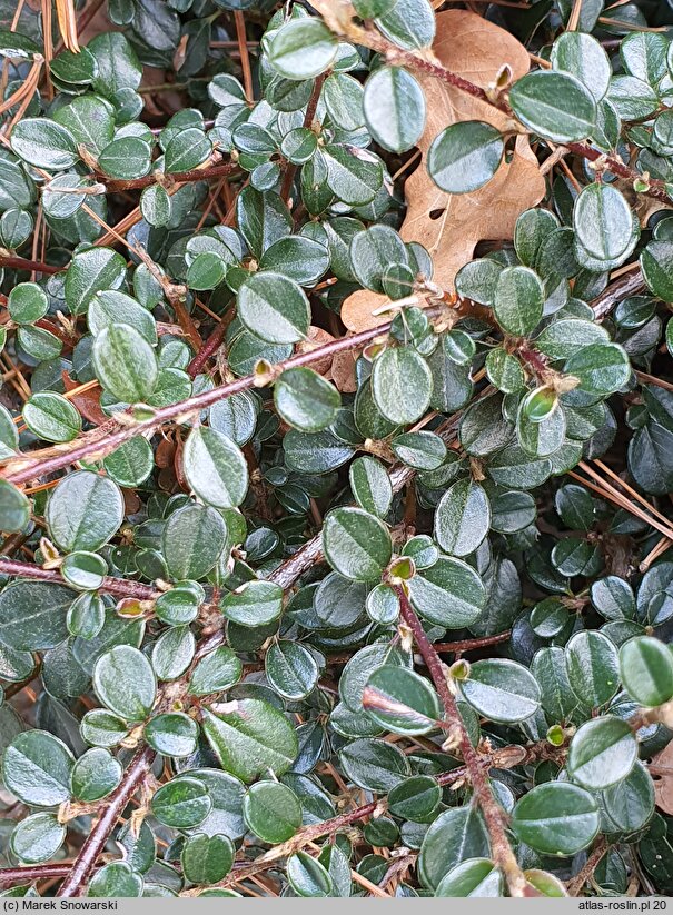 Cotoneaster rotundifolius (irga okrągłolistna)