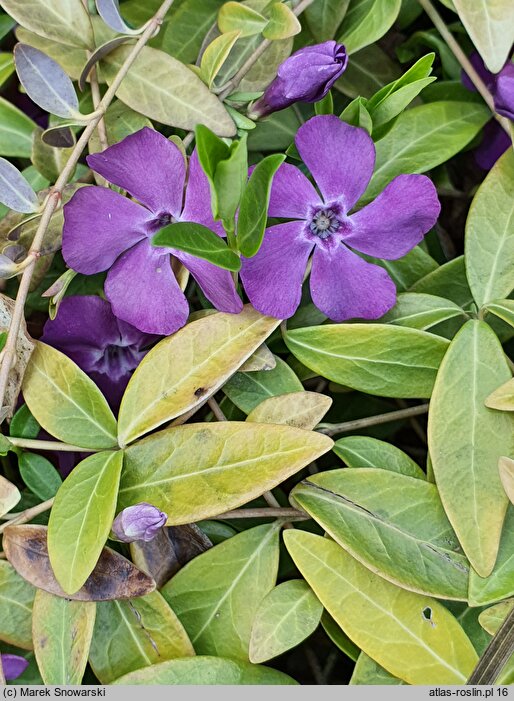 Vinca minor Atropurpurea