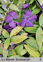 Vinca minor Atropurpurea