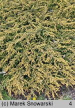 Juniperus communis Goldschatz