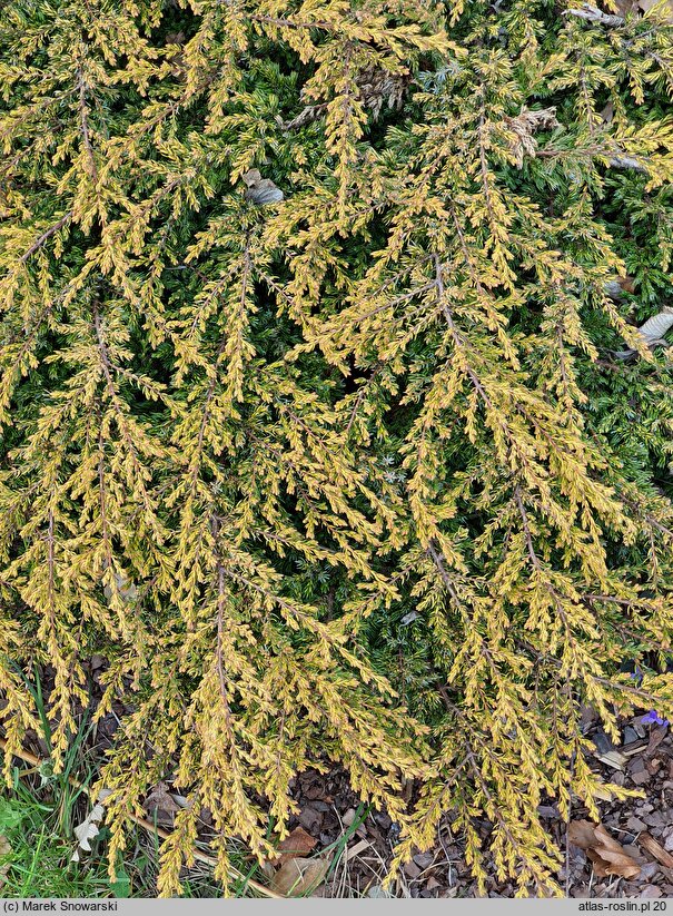 Juniperus communis Goldschatz