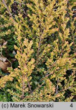 Juniperus communis Goldschatz