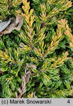 Juniperus communis Goldschatz