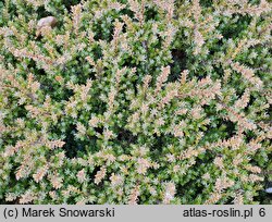 Juniperus communis Anna Maria