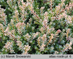 Juniperus communis Anna Maria