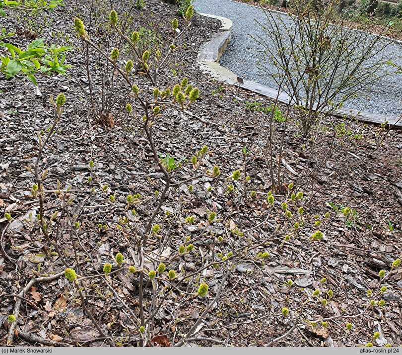 Fothergilla ×intermedia (fotergilla pośrednia)