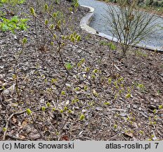 Fothergilla ×intermedia (fotergilla pośrednia)