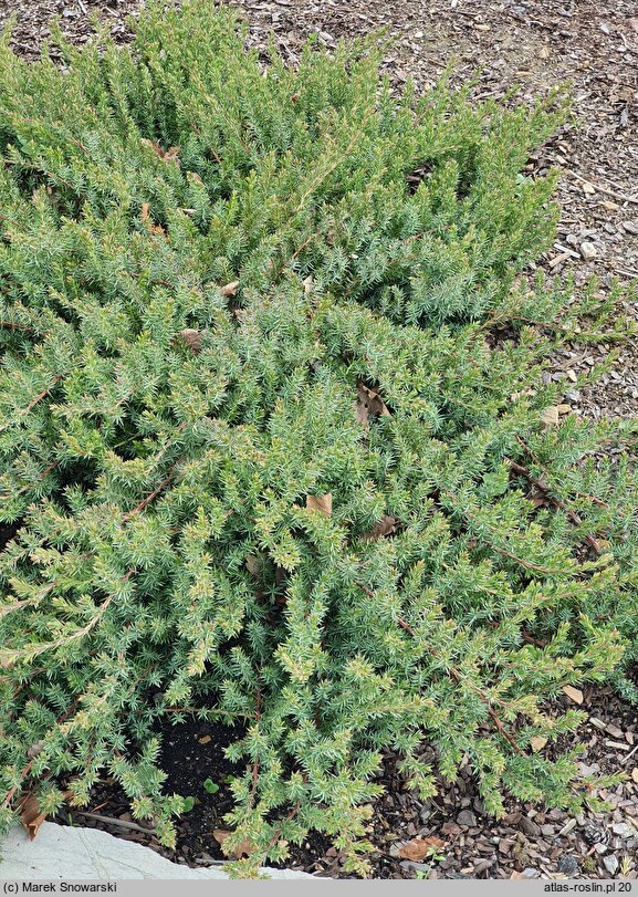 Juniperus rigida var. conferta Blue Pacific