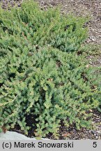 Juniperus rigida var. conferta Blue Pacific