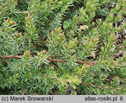 Juniperus rigida var. conferta Blue Pacific