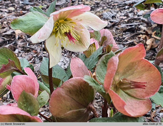 Helleborus ×glandorfensis (ciemiernik glandorfski)