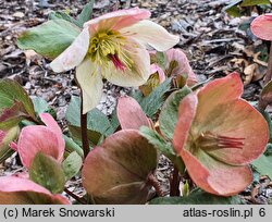 Helleborus ×glandorfensis (ciemiernik glandorfski)