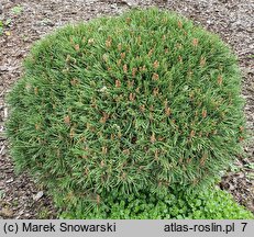 Pinus uncinata Jezek