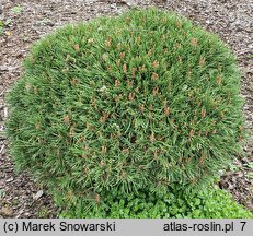 Pinus uncinata Jezek