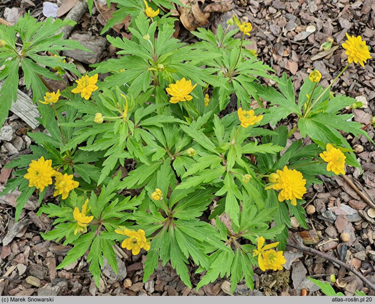 Anemone ranunculoides Flore Pleno