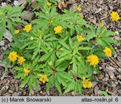 Anemonoides ranunculoides Flore Pleno