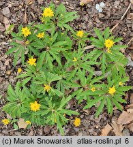 Anemone ranunculoides Flore Pleno