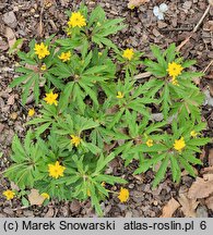 Anemonoides ranunculoides Flore Pleno