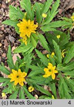 Anemone ranunculoides Flore Pleno